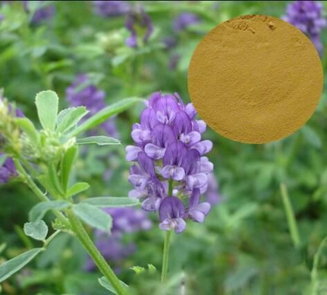 Alfalfa Extract-1