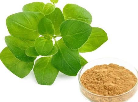 Oregano Powder11498165386