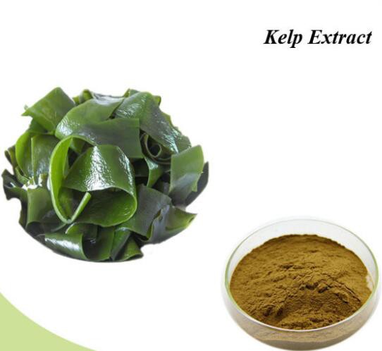 Kelp Powder23577155782