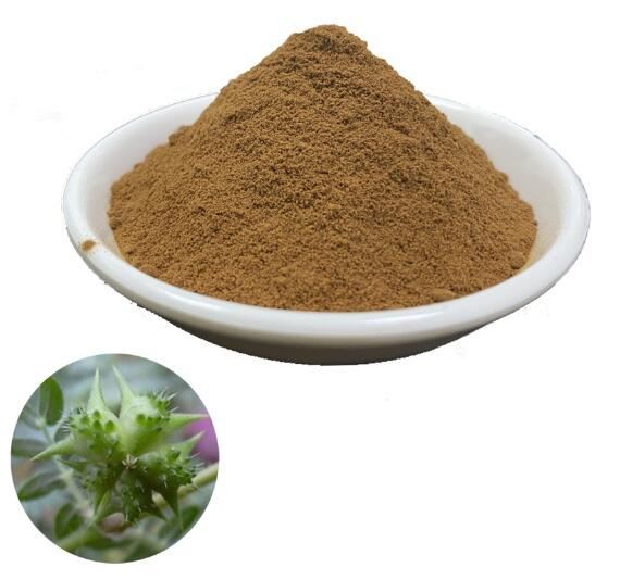 Cheap Tribulus Terrestris Extract11241544786