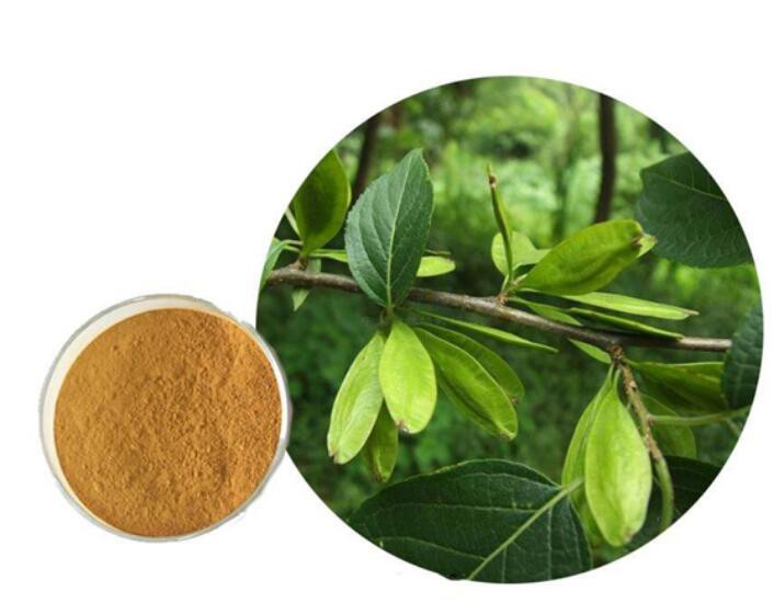 Eucommia Leaf Extract15110193229