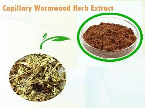 Capillary Wormwood Extract39172630112