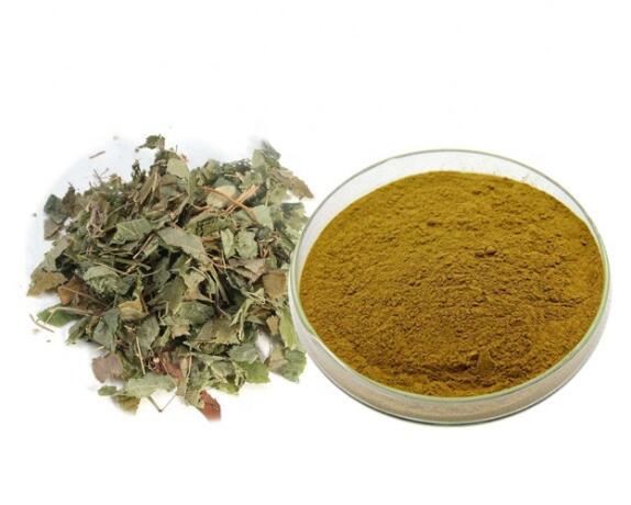 Epimedium Extract01549681208