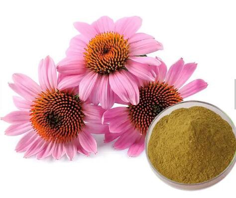 Echinacea Angustifolia Root Extract5c119fdb 54e3 417d 8a17 7c32ccf3cf6a