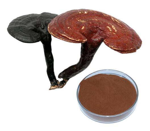 Ganoderma Lucidum Extract57318674278