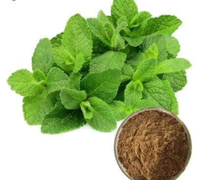 Mint Leaf Extract9406ceb9 5a50 4528 A69c E5f5d50bd806