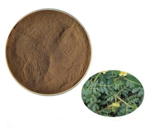 Tribulus Terrestris Fruit Powder57491875761