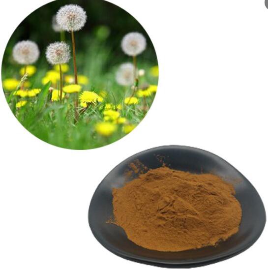 Dandelion Root Extract23552823381