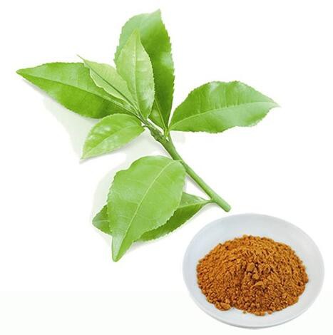 Polyphenol Green Tea Extract39187525849