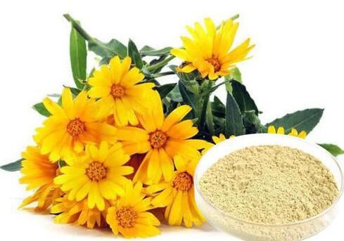 Wild Chrysanthemum Extract55474600095