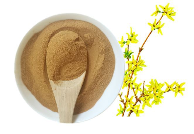 Forsythia Extract38060785535