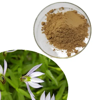 Lobelia Extract9221f165 4866 409c 9f06 77b272bb6a17