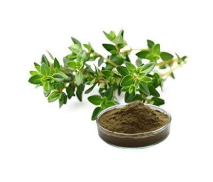 Thymus vulgaris thyme extract38572105852