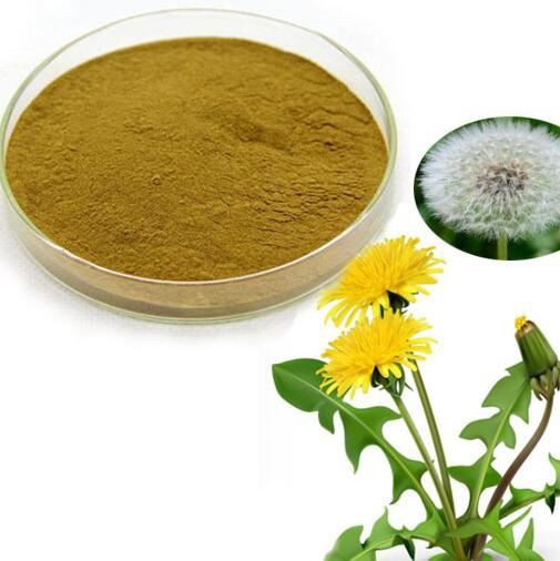 Dandelion Root Powder Organic00580103711