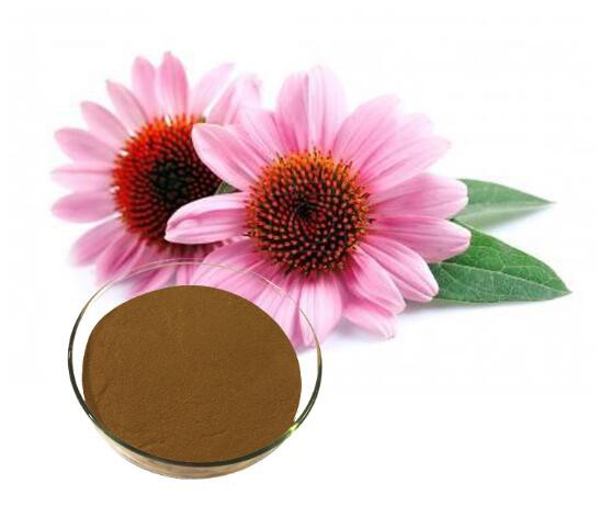 Echinacea Extract19393210870