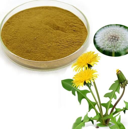 Dandelion Extract46212990700