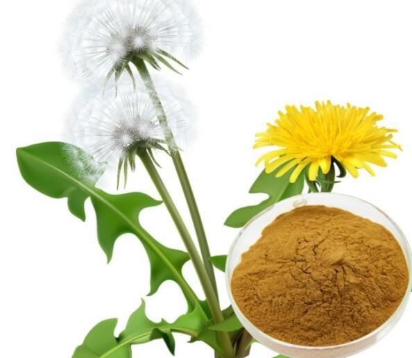 Organic Dandelion Root Extract44446853198