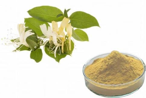 Honeysuckle Extract32012763837