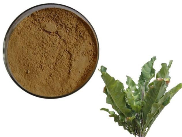 Folium isatidis extract30312722083