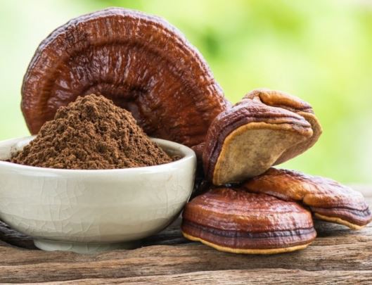 Reishi Mushroom Powder Bulk33282654955