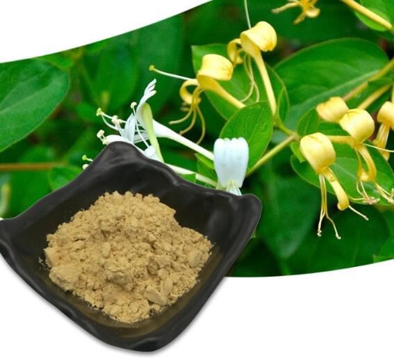 Lonicera Japonica Honeysuckle Flower Extract12242934297