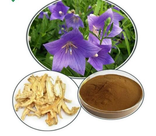 Platycodon Extract56324155863