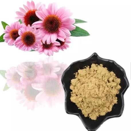 Echinacea Root Extract9d4100c9 81f2 4460 85b0 Da7bf5b73f3d