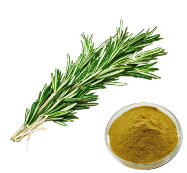 Wholesale rosemary extract08144312334