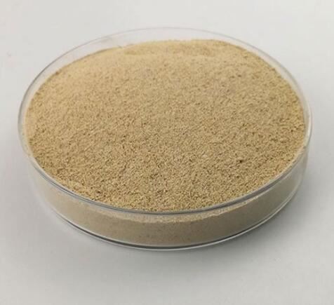 Yeast Saccharomyces Cerevisiae21421626915