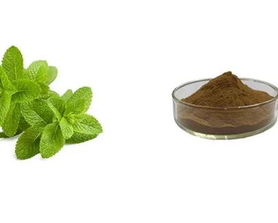 Pure Mint Extract9105367a 8fa7 4f1a 9334 C8b4400cda5f