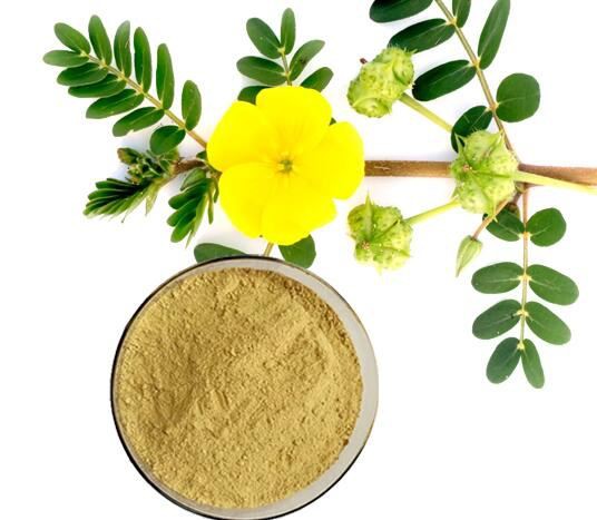 Saponins Tribulus Terrestris50167747515