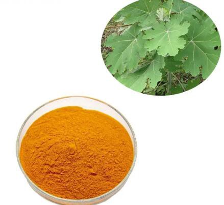 Macleaya Cordata Extract8c4a9daa 7a94 4473 8349 236e154c5144