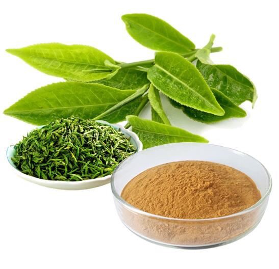 Green tea polyphenols56537599222