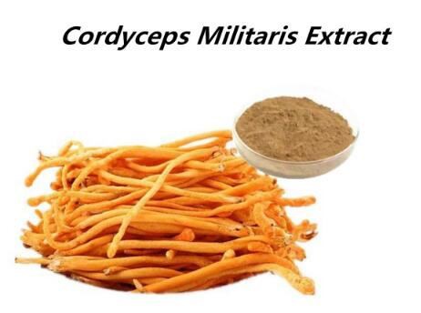 Cordyceps Militaris Extract36562789595