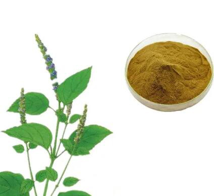 Agastache rugosa extract9f61fa4f 2383 4dd2 856e 294fbd262f27