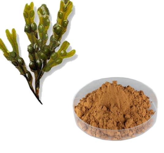 Brown Algae Extract55333215283