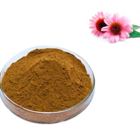 Echinacea Extract Powder5781c82d 09ef 4170 8f7f 60e77685b136