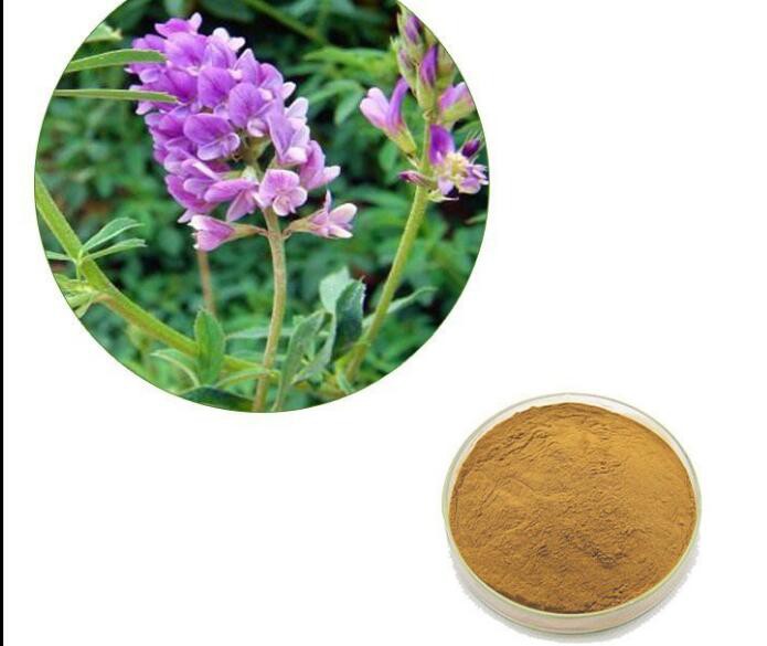 Alfalfa Extract49023583242