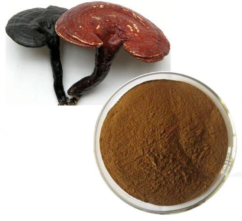 Organic Ganoderma Extract25100795500