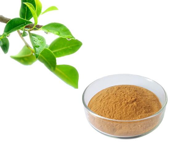 Green Tea Polyphenol Egcg58553285311