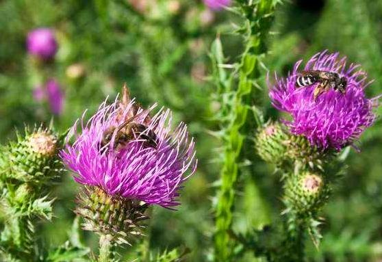 Milk thistle