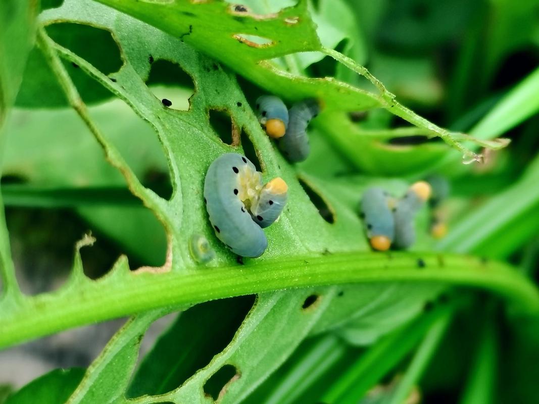 cabbage caterpillar