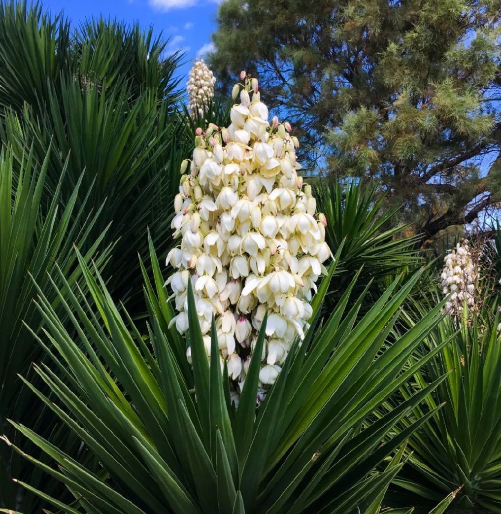 yucca