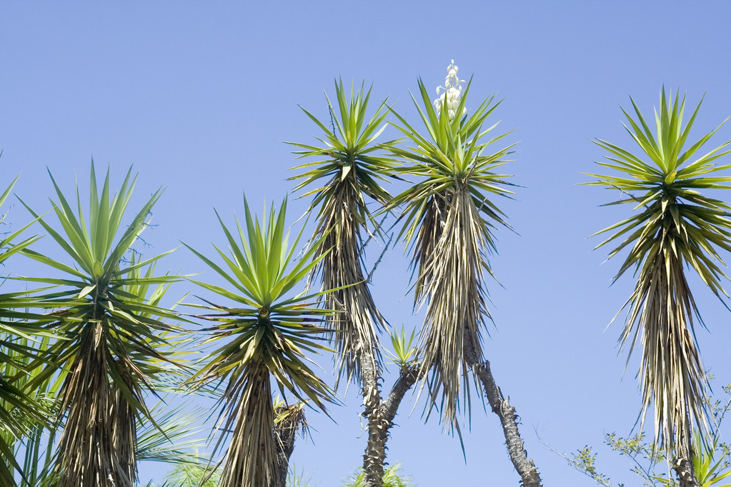 Yucca