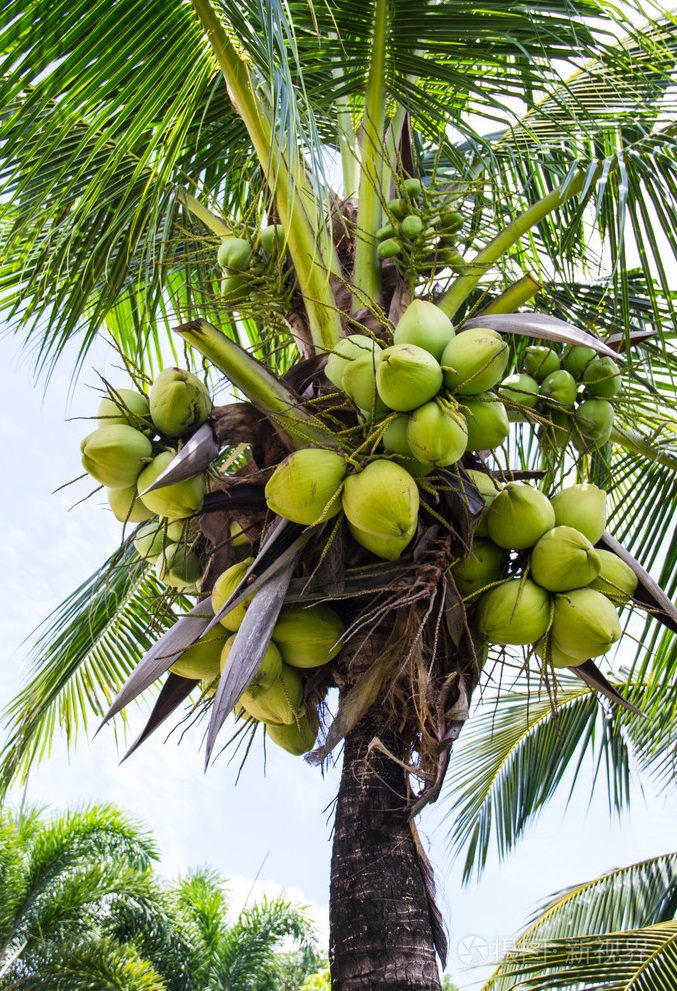 Coconut Tree