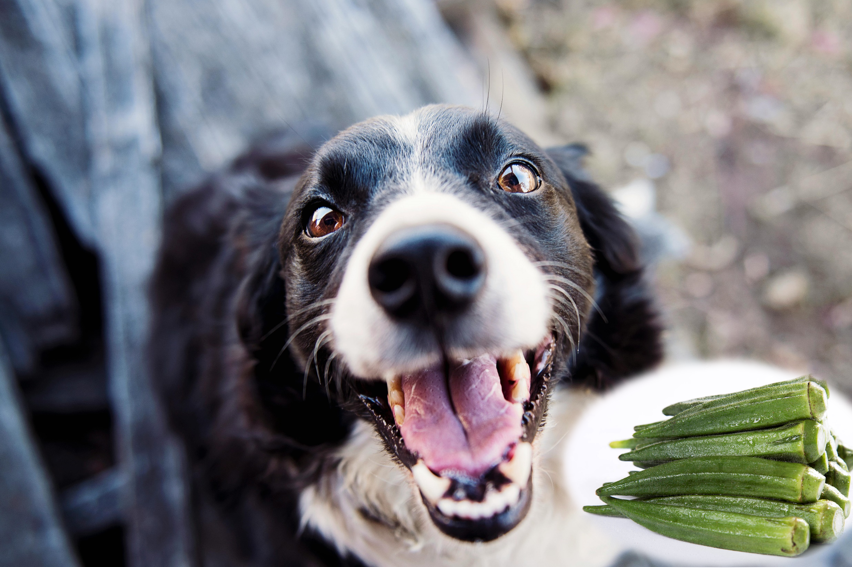 Okra for dogs best sale