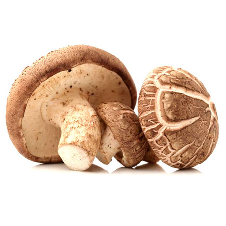 shiitake mushroom