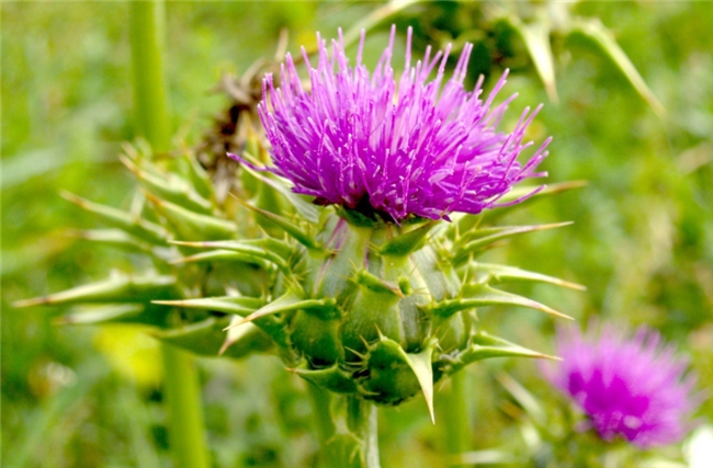 milk thistle