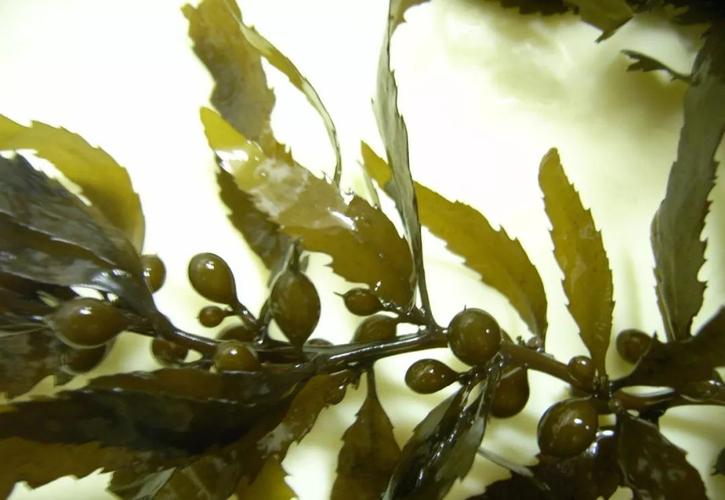 brown seaweed