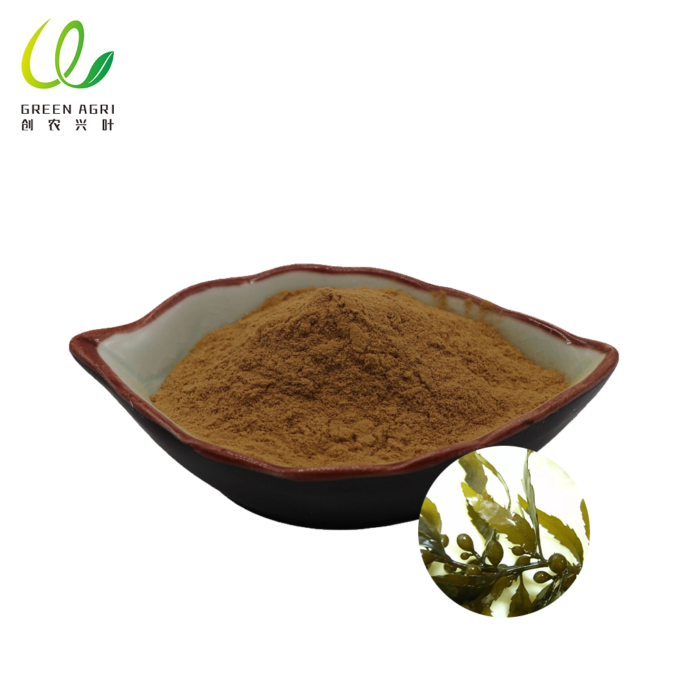 brown kelp seaweed powder